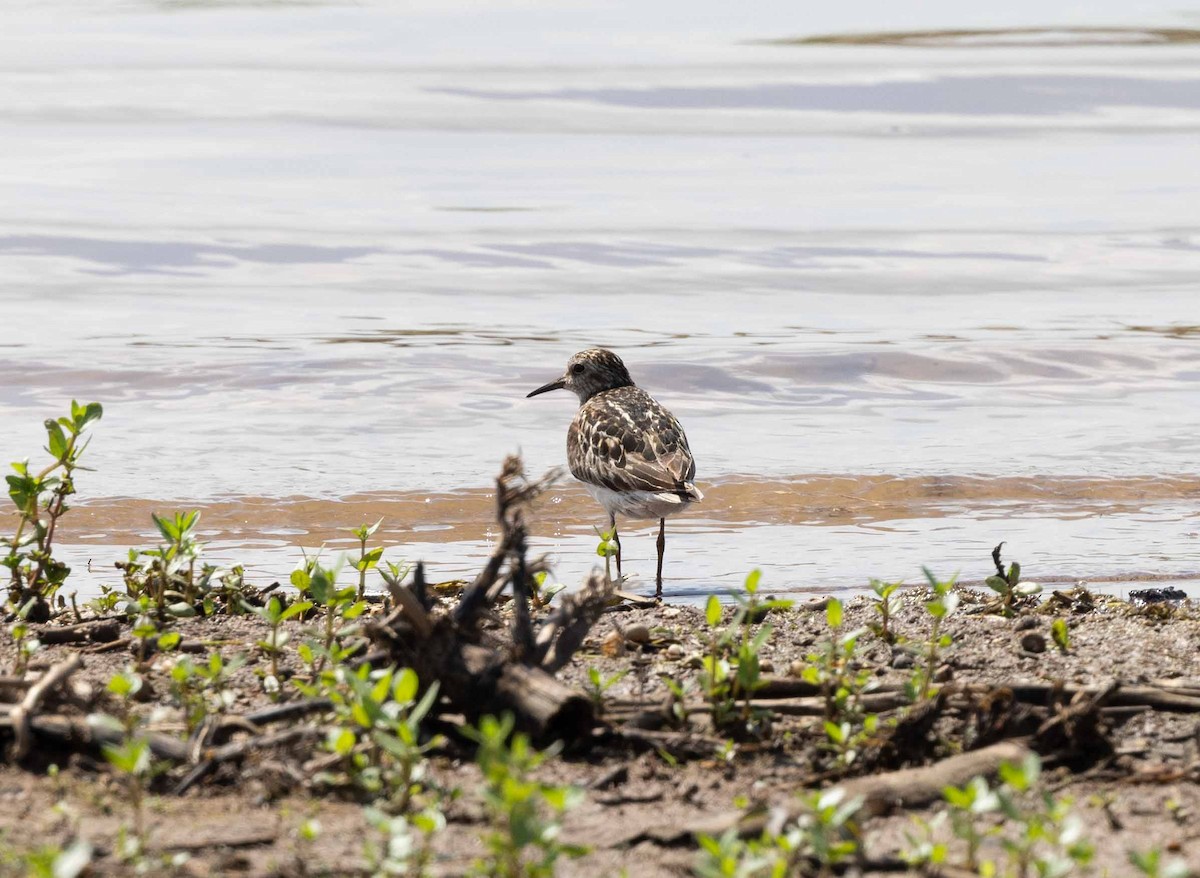 Least Sandpiper - ML639000243