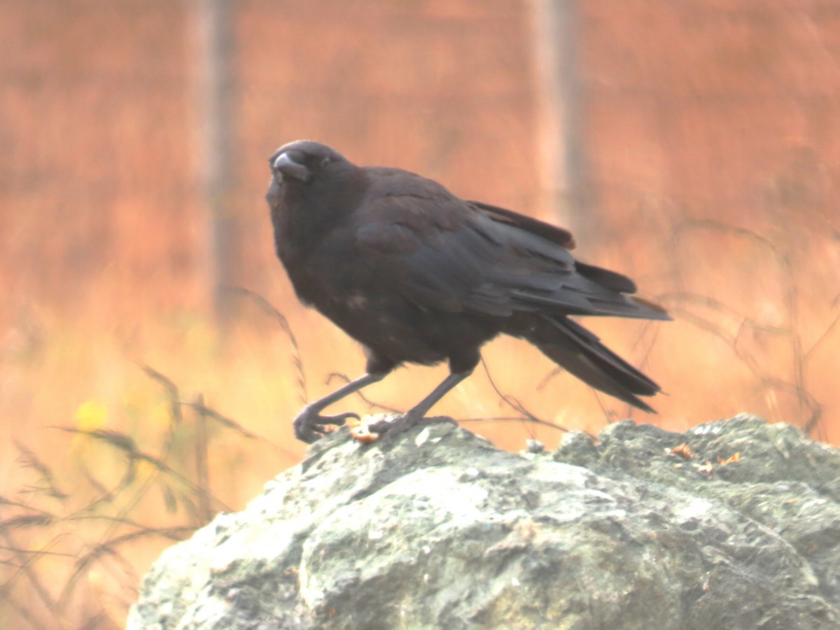 American Crow - ML639000248