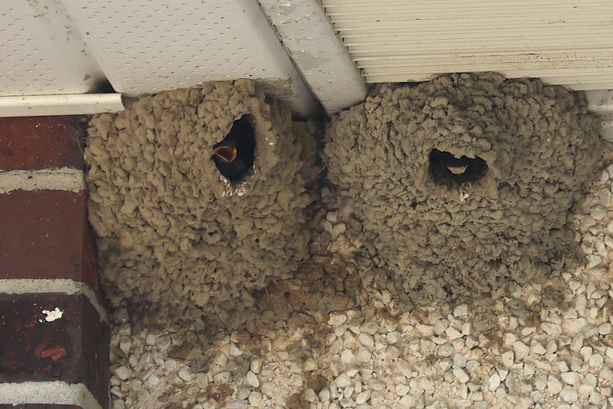 Cliff Swallow - ML639000249