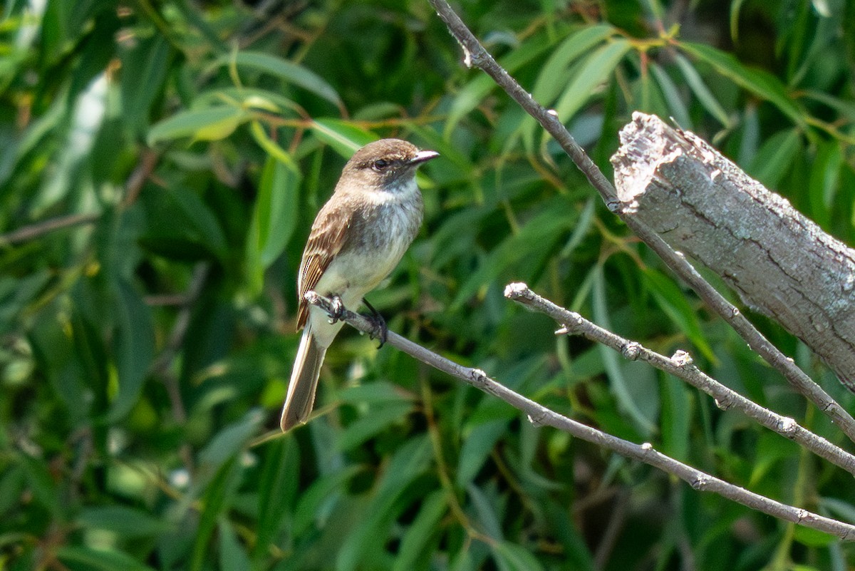 Eastern Phoebe - ML639000250