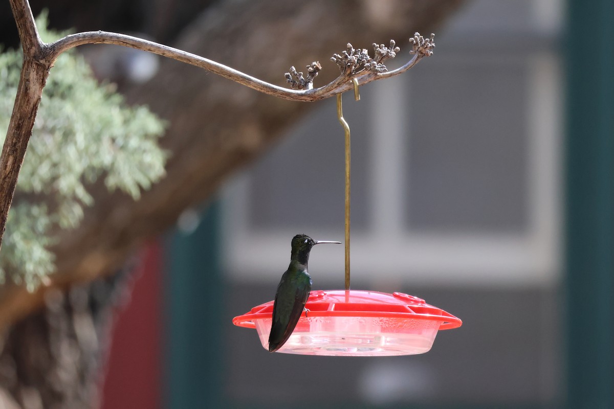 Rivoli's Hummingbird - ML639000264