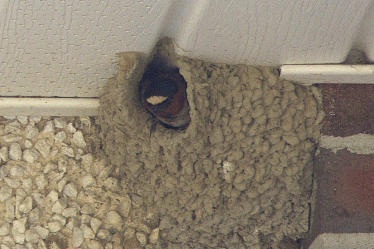 Cliff Swallow - ML639000271