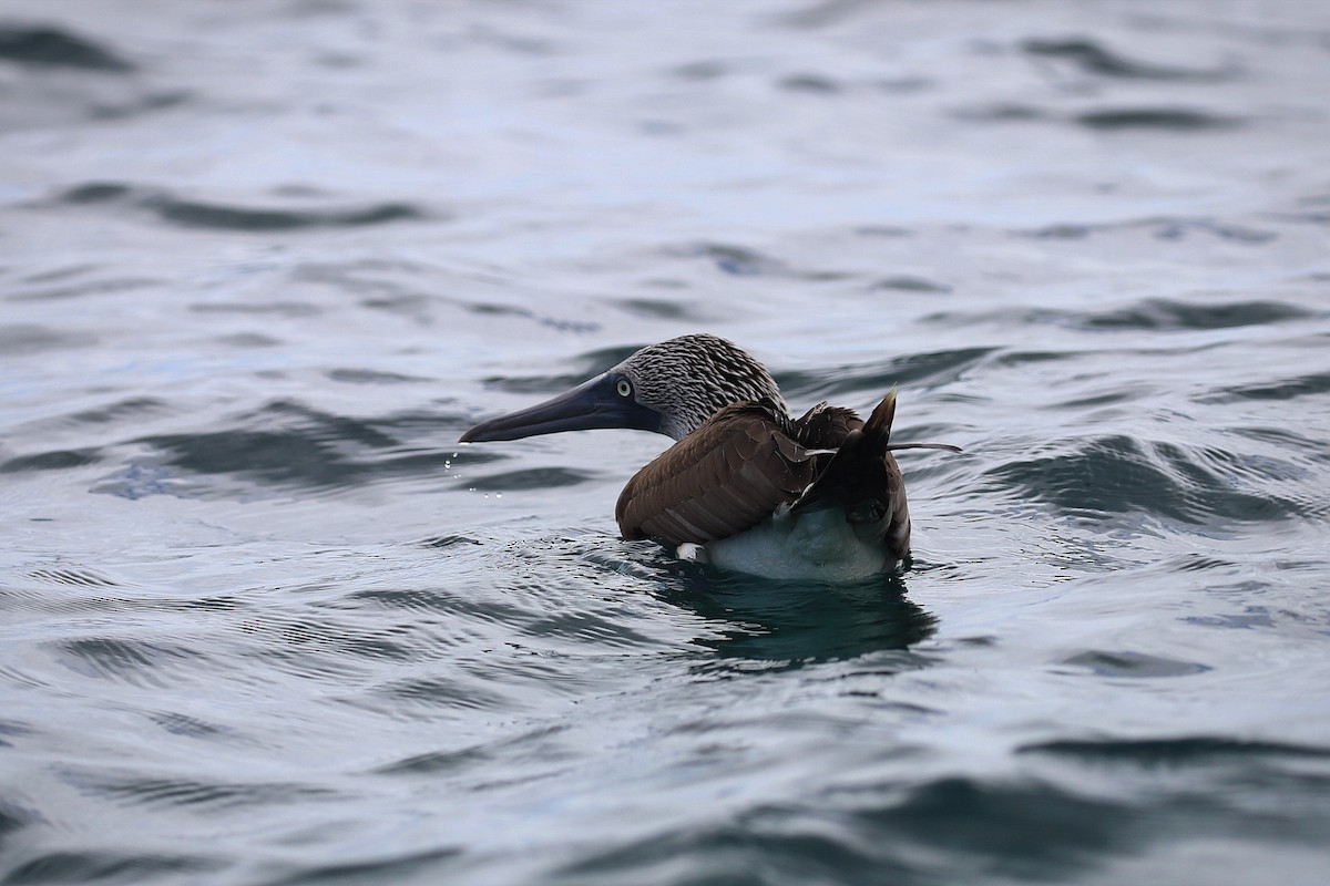 Blue-footed Booby - ML639000285