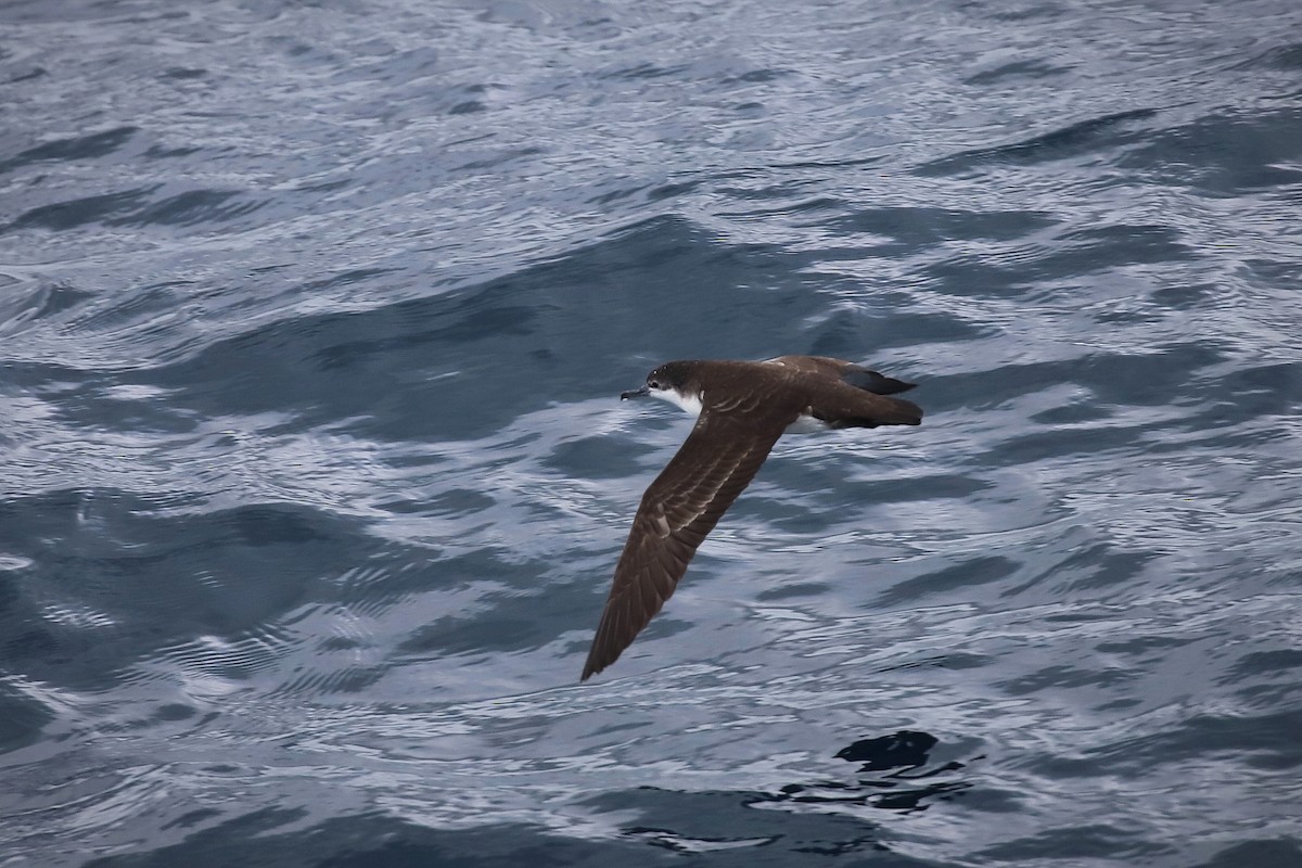 Galapagos Shearwater - ML639000295
