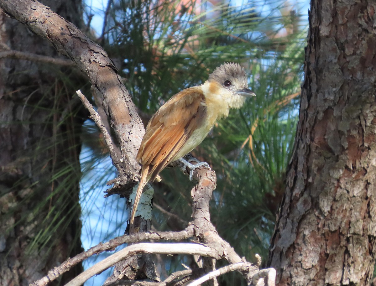 Rose-throated Becard - ML639000298