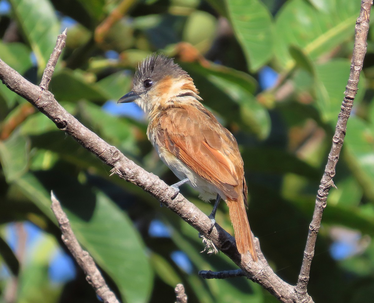 Rose-throated Becard - ML639000300