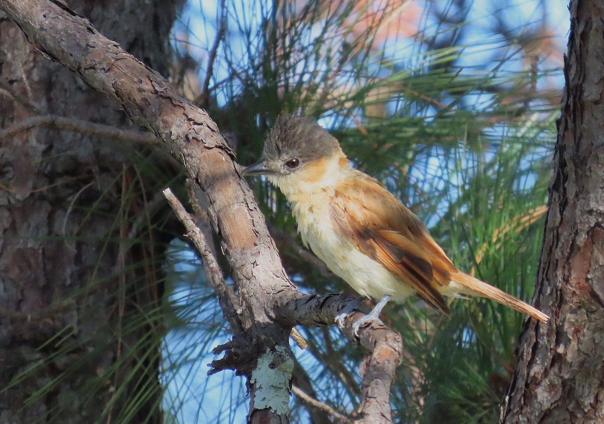 Rose-throated Becard - ML639000301