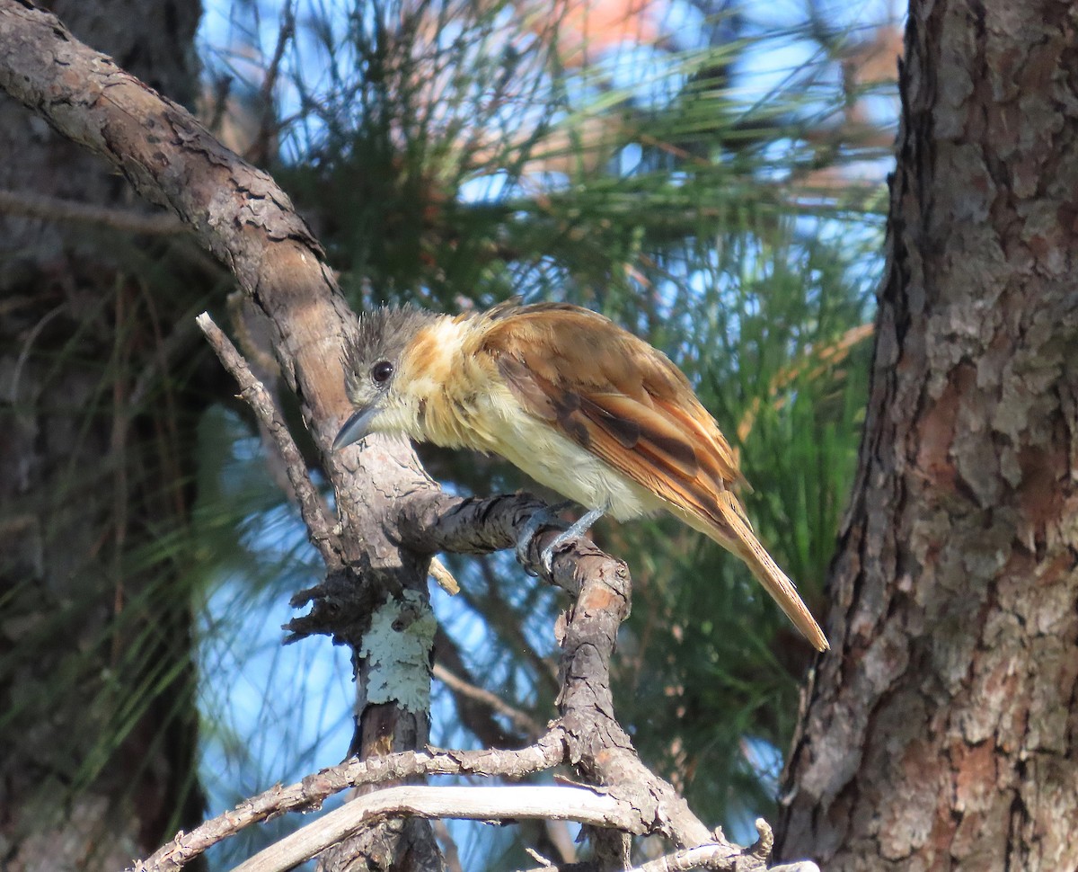 Rose-throated Becard - ML639000302