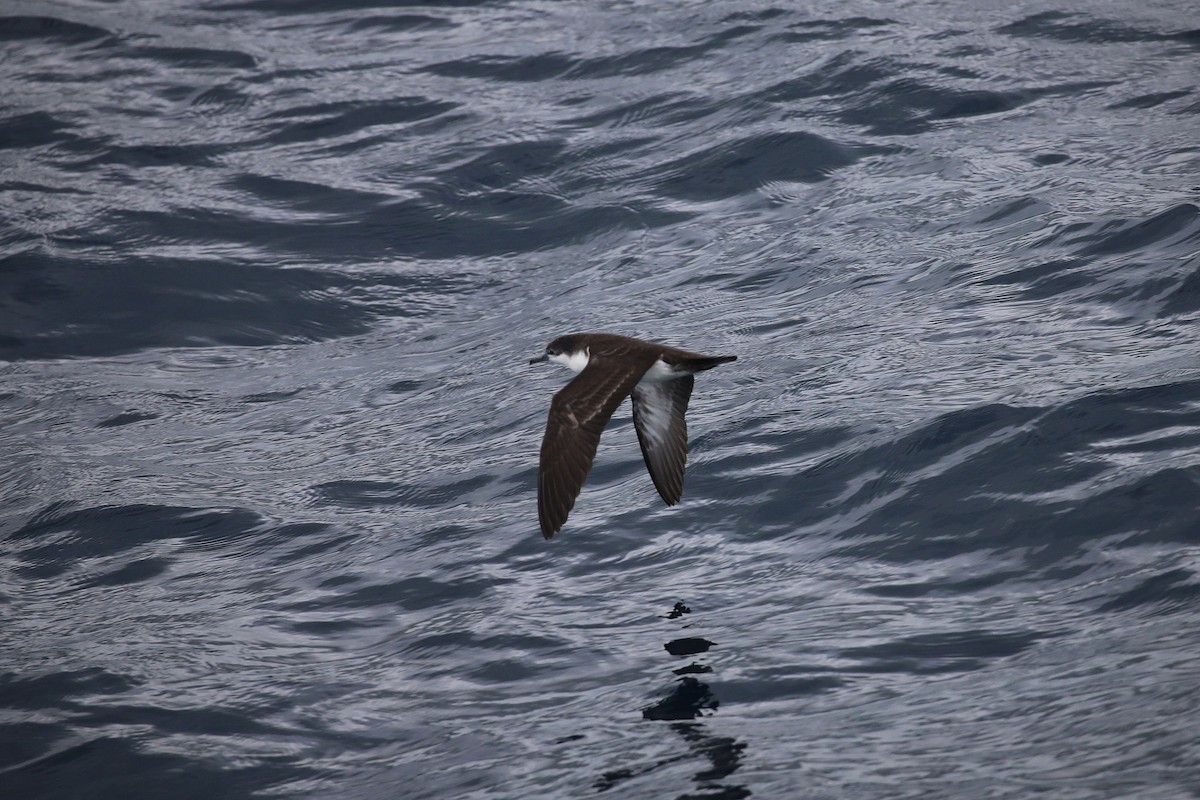 Galapagos Shearwater - ML639000306