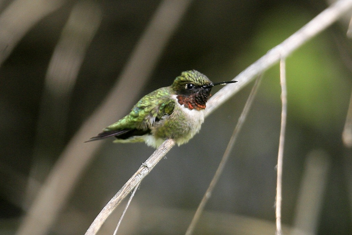 Ruby-throated Hummingbird - ML639000325