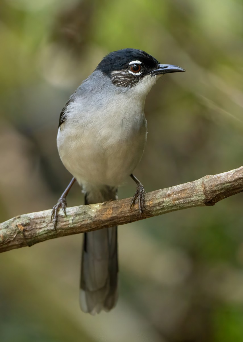 Black-headed Sibia (Lang Bian) - ML639000326