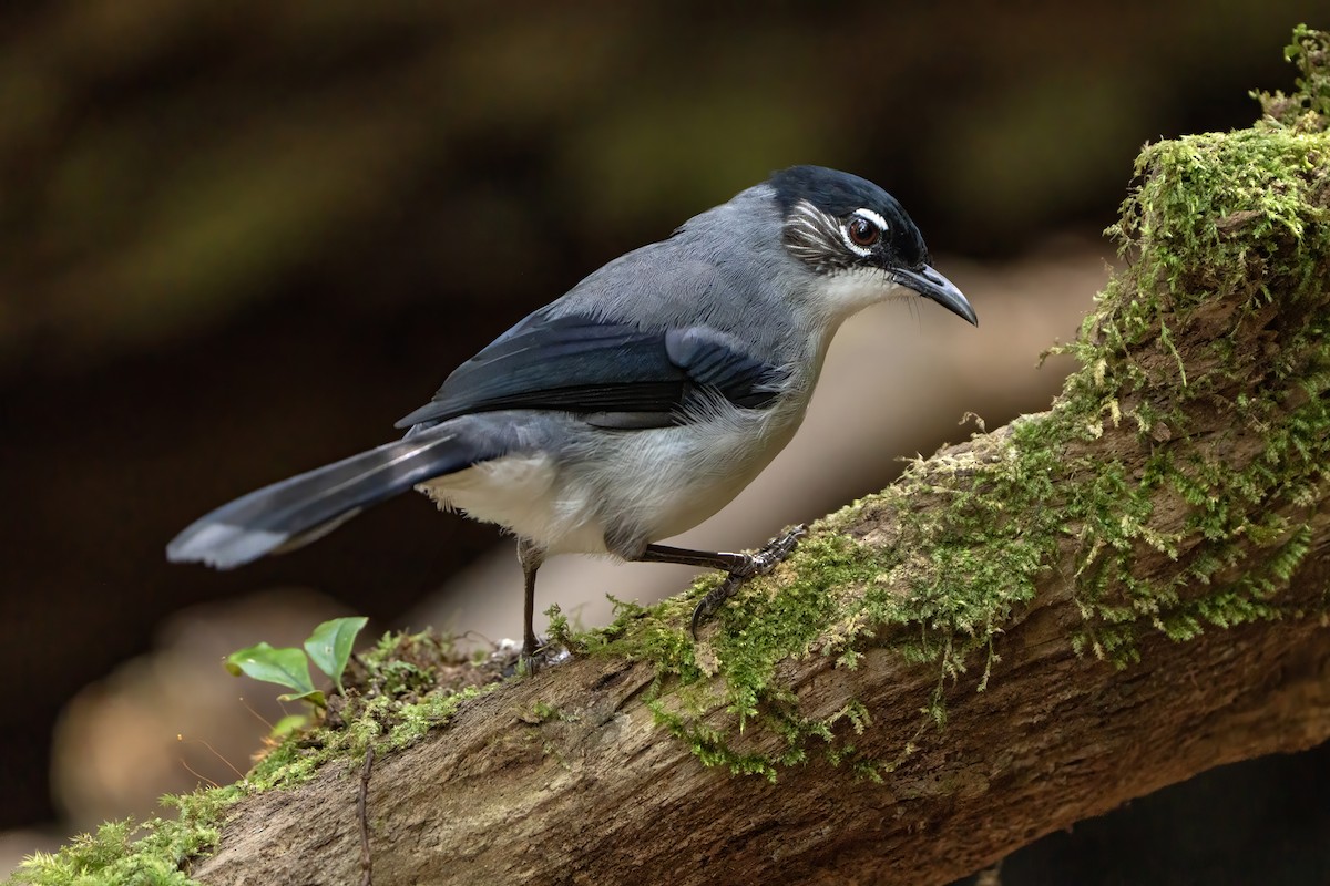 Black-headed Sibia (Lang Bian) - ML639000327