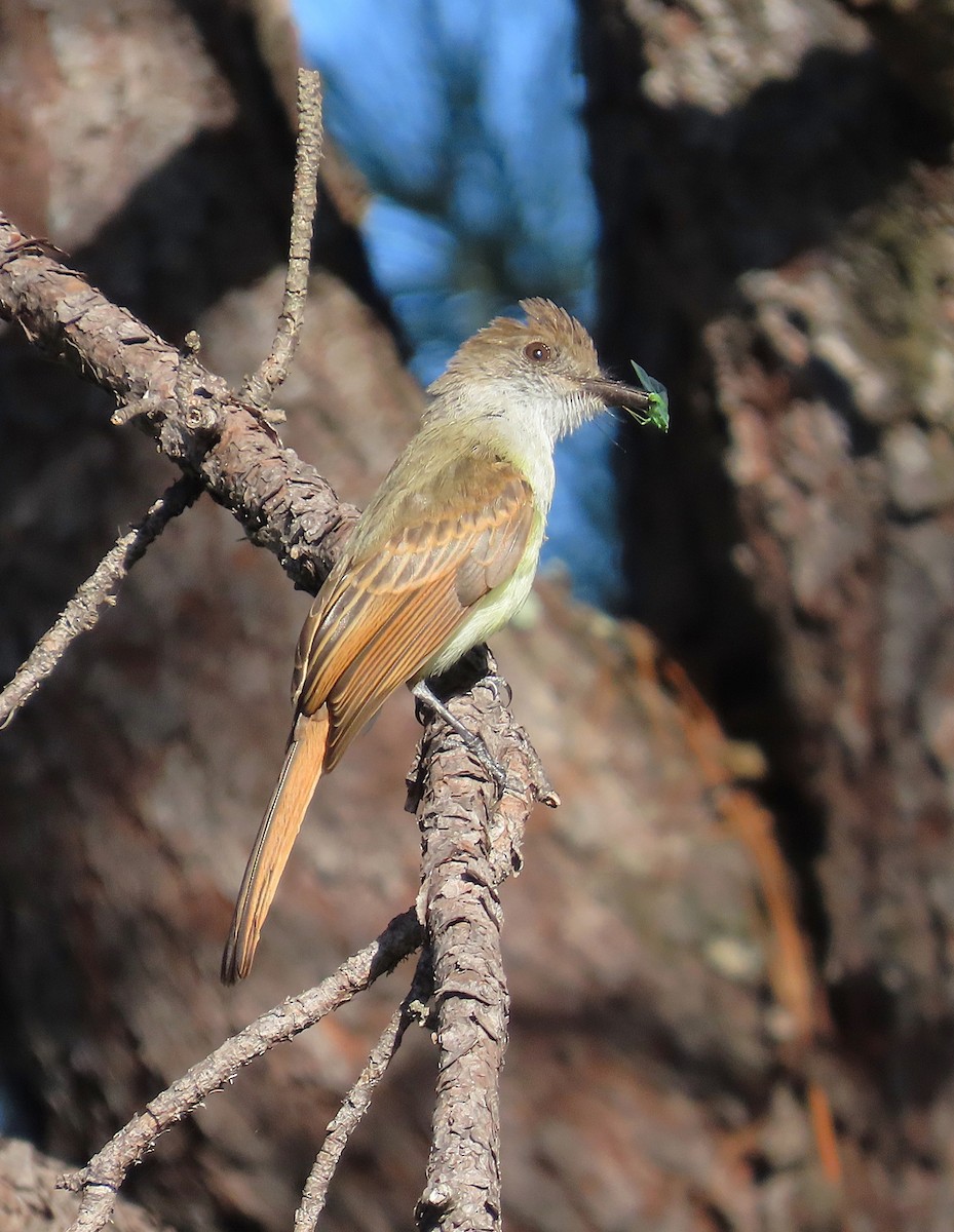 Dusky-capped Flycatcher - ML639000349