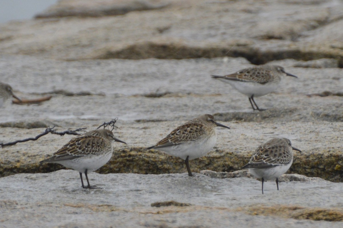 White-rumped Sandpiper - ML639000350
