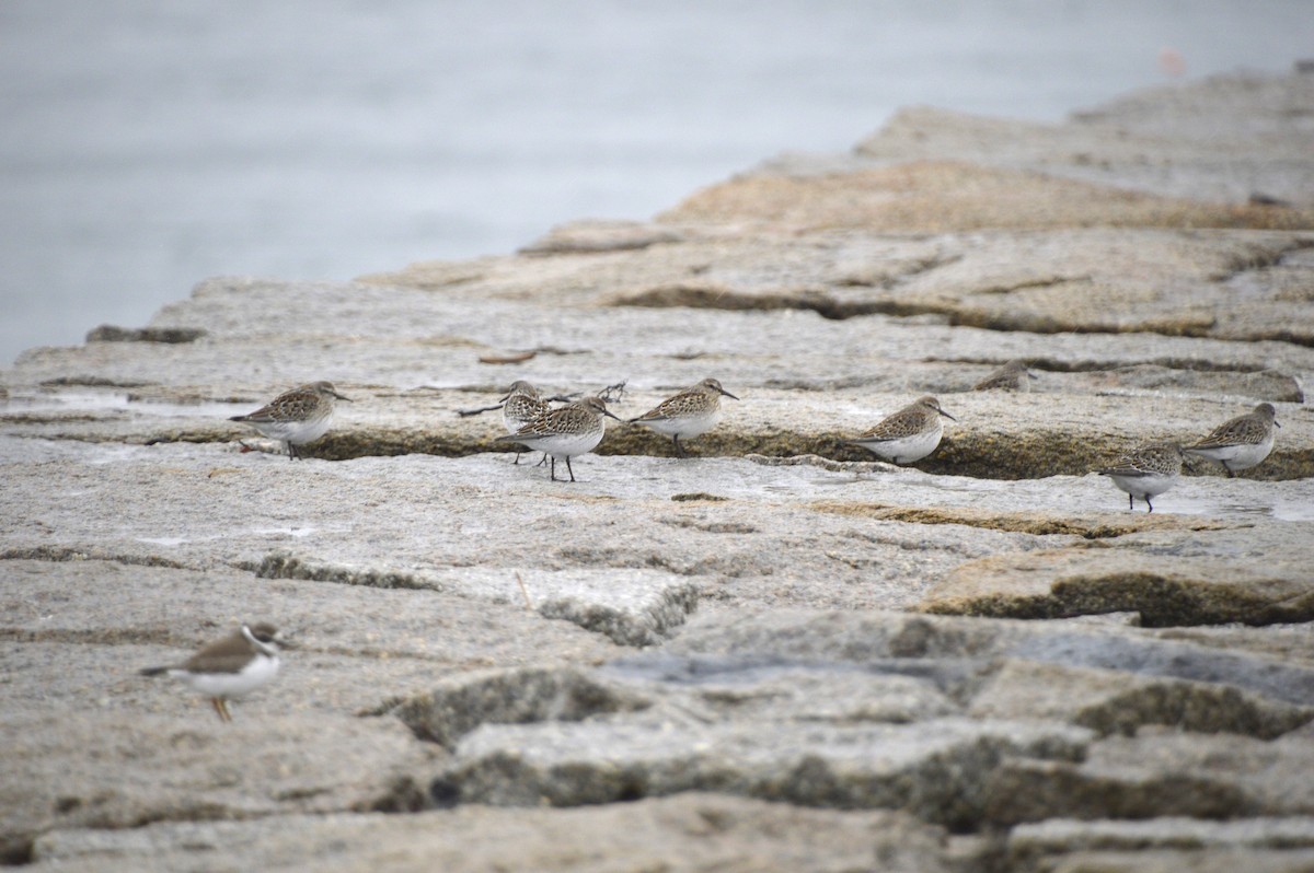White-rumped Sandpiper - ML639000351
