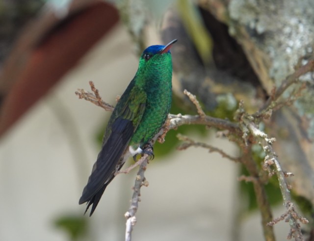 Indigo-capped Hummingbird - ML639000352
