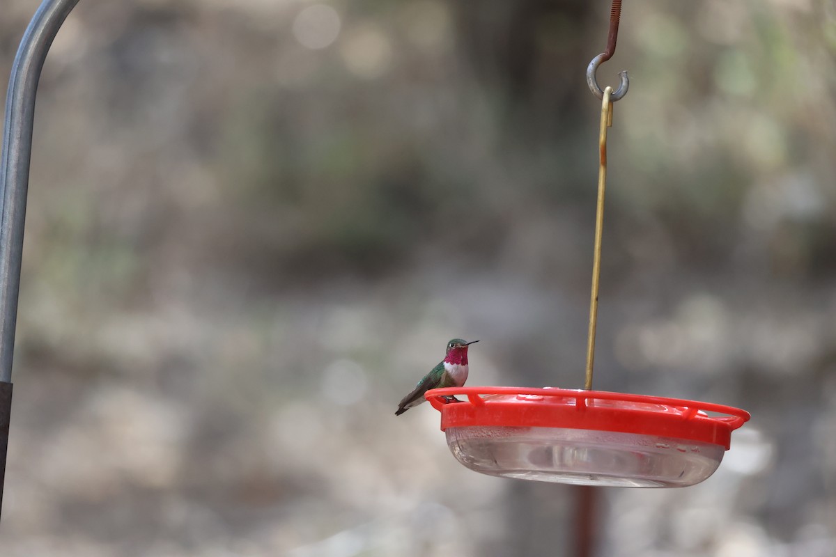 Broad-tailed Hummingbird - ML639000355