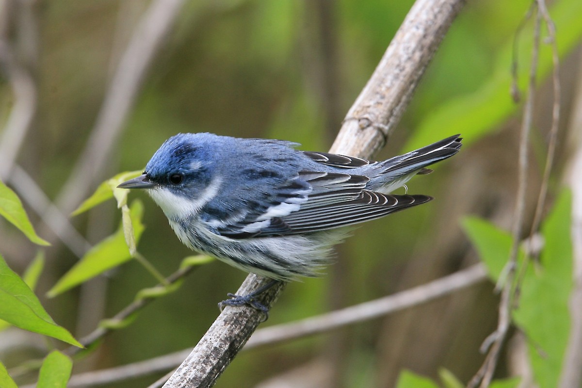 Cerulean Warbler - ML639000357