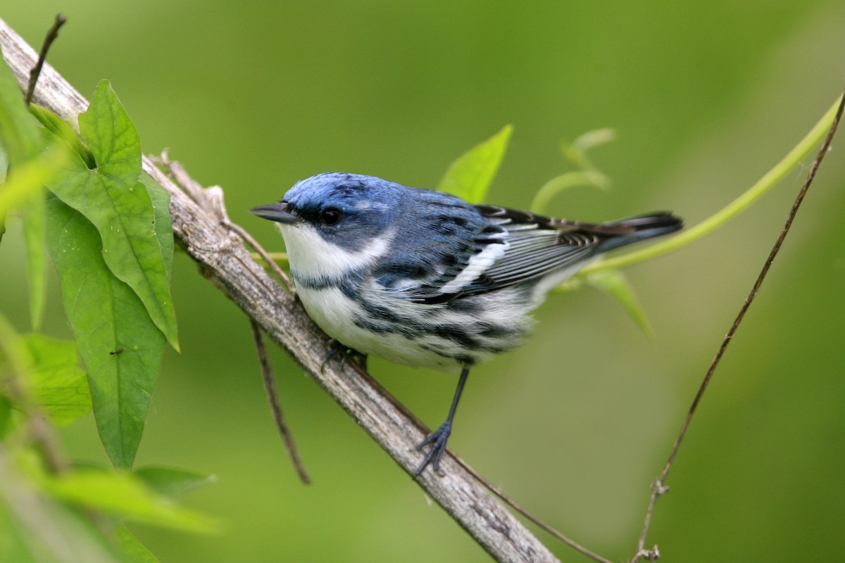 Cerulean Warbler - ML639000358