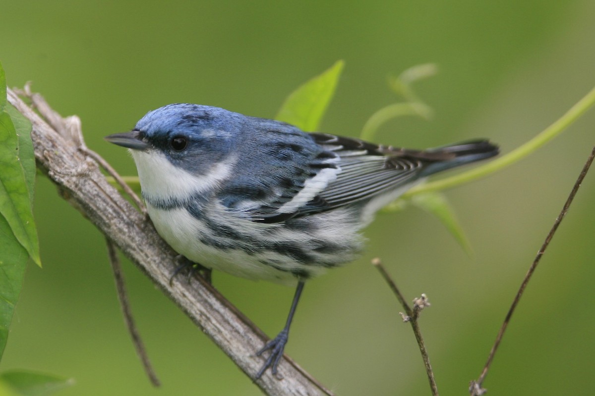 Cerulean Warbler - ML639000359