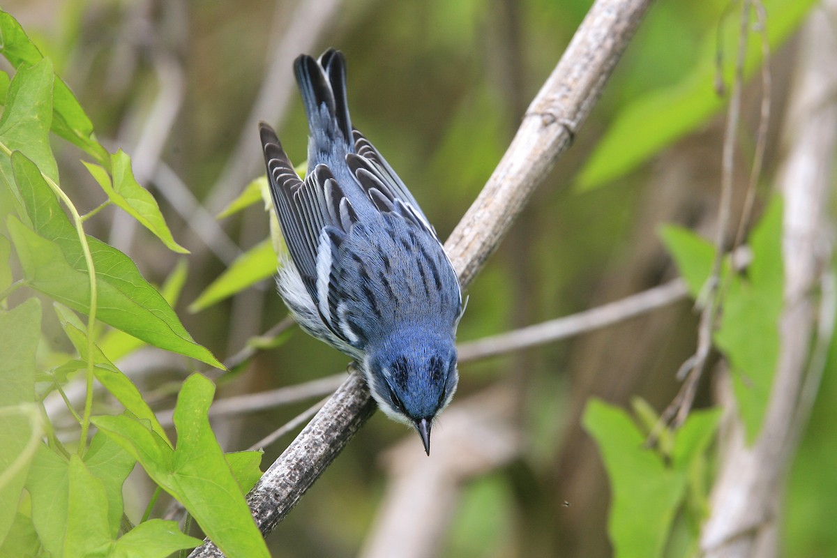 Cerulean Warbler - ML639000360