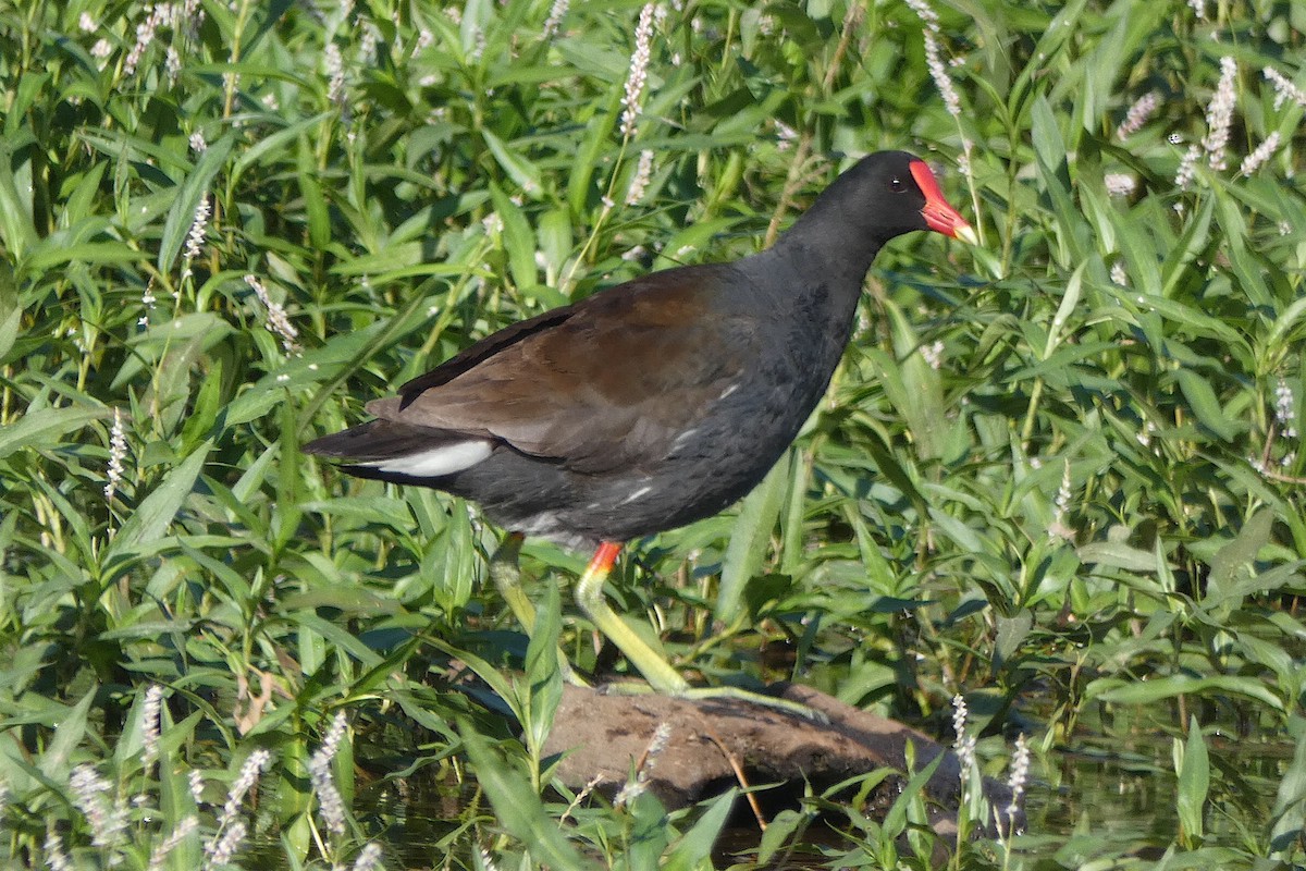 Common Gallinule - ML639000379