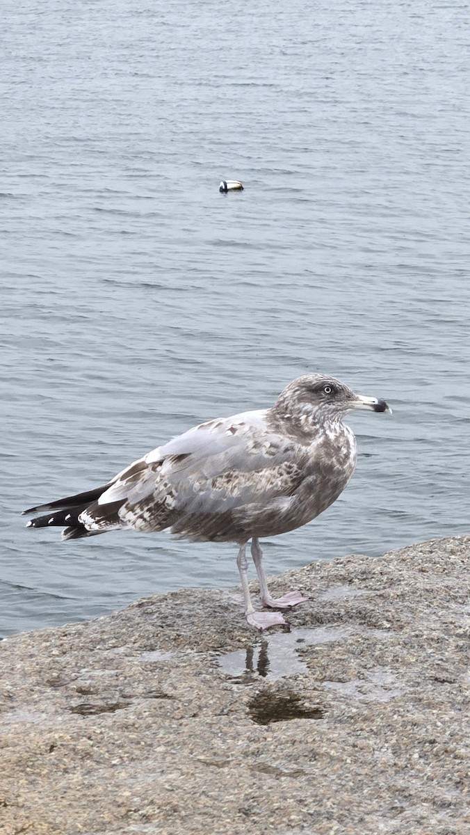 American Herring Gull - ML639000384