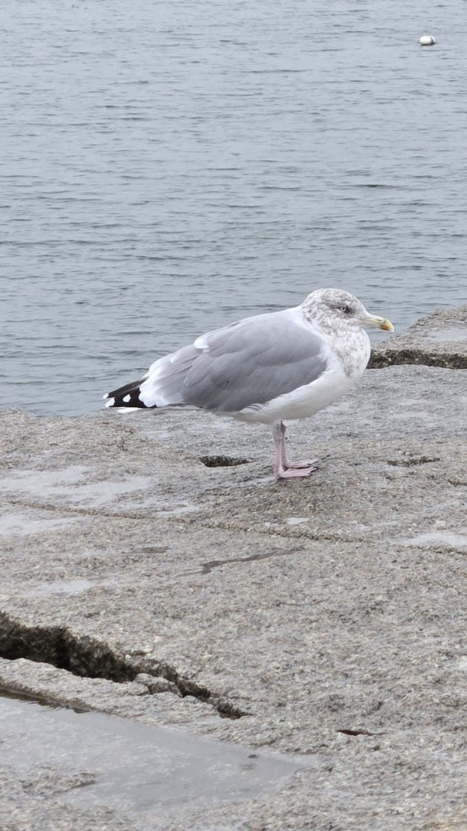 American Herring Gull - ML639000385