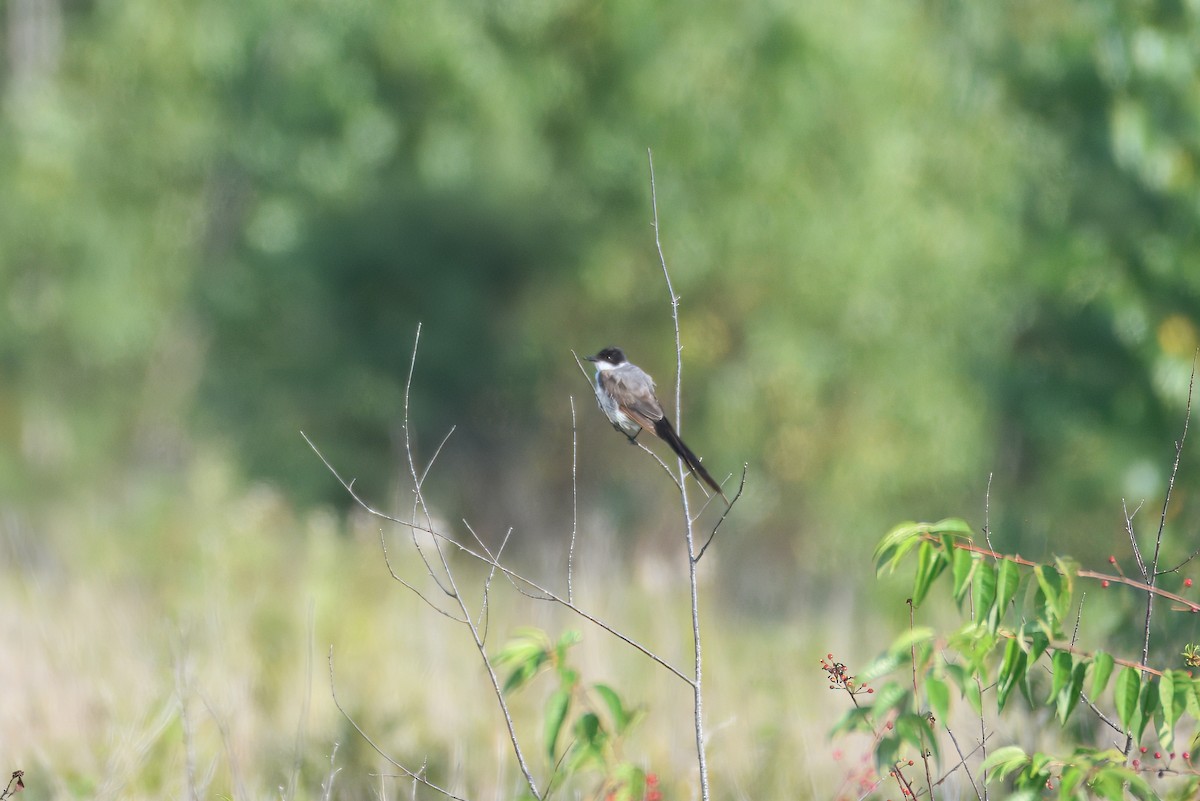 Fork-tailed Flycatcher - ML639000386