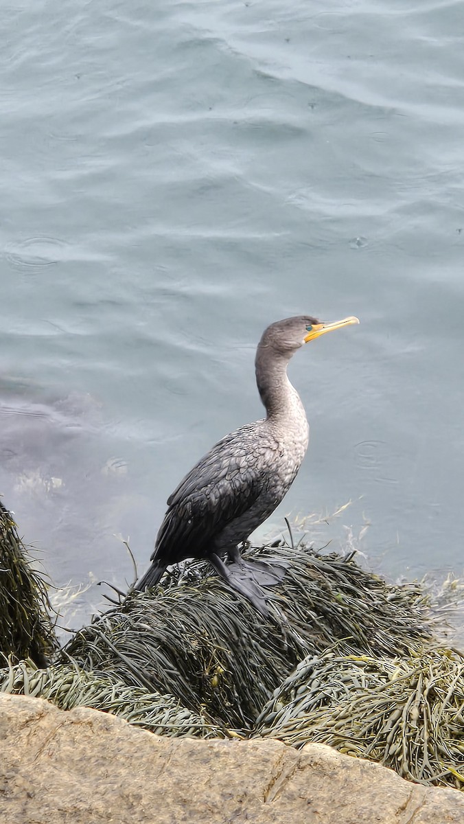 Double-crested Cormorant - ML639000398