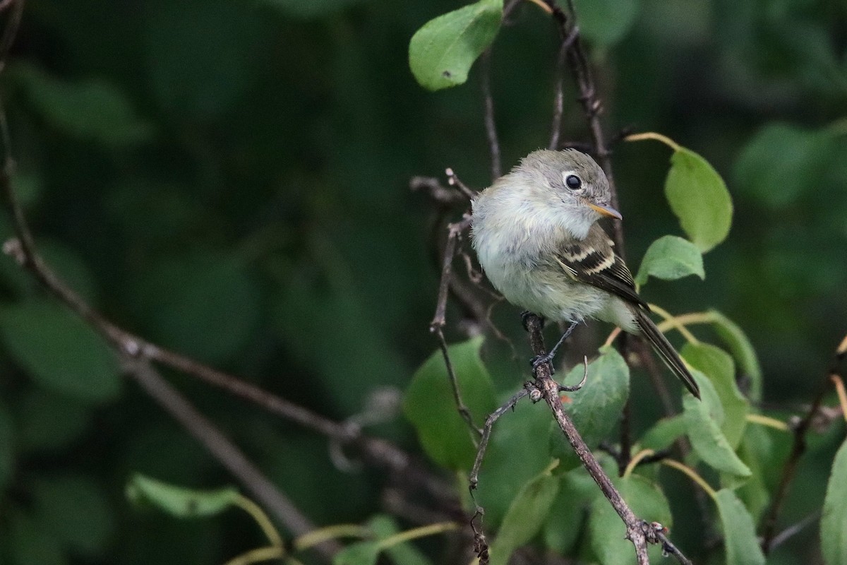 Least Flycatcher - ML639000409