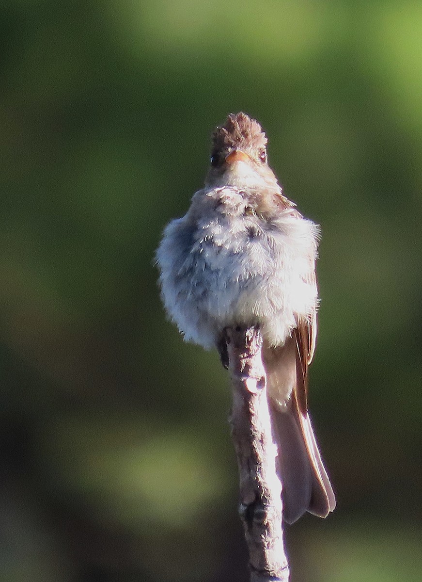 Northern Tropical Pewee - ML639000410