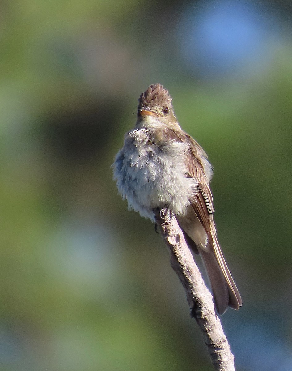 Northern Tropical Pewee - ML639000411