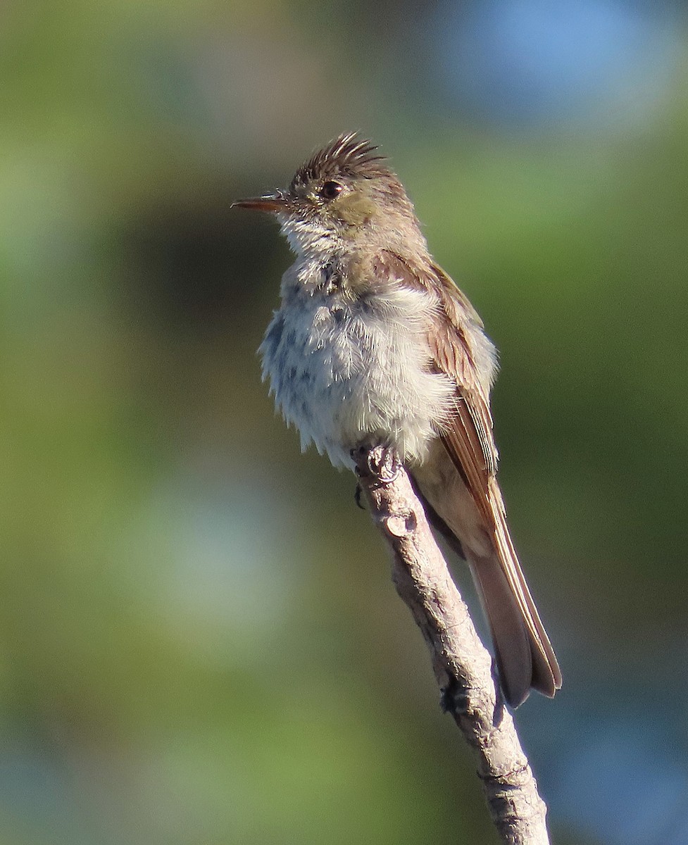Northern Tropical Pewee - ML639000412