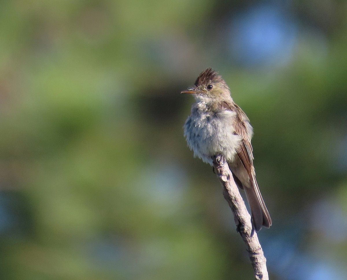Northern Tropical Pewee - ML639000414