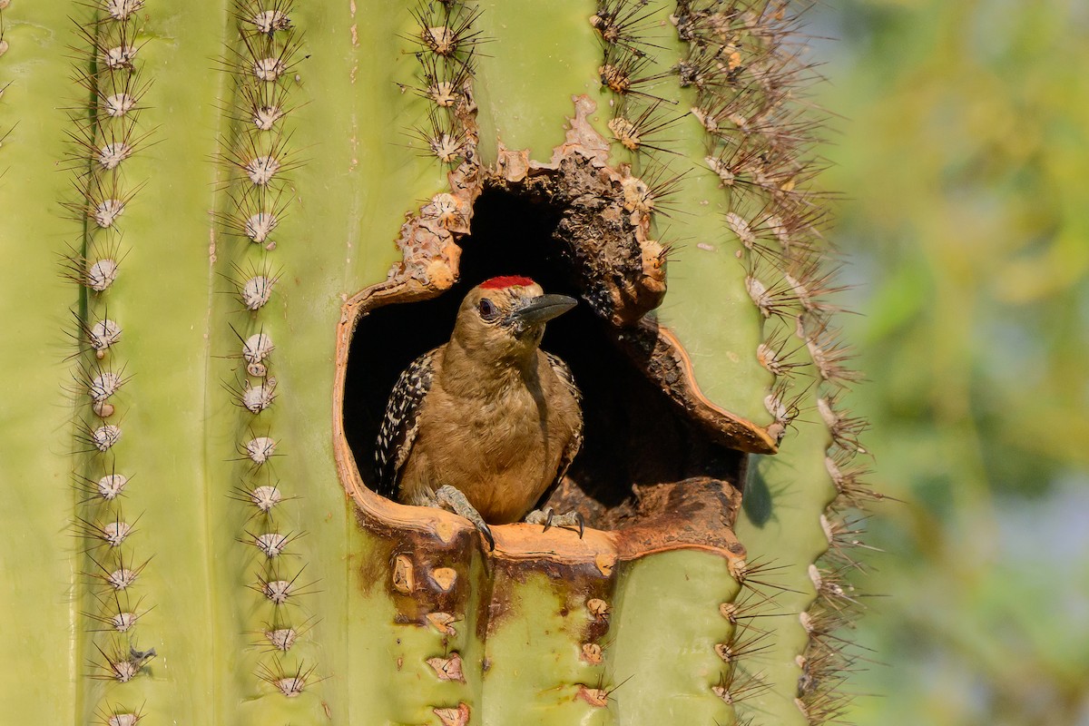 Gila Woodpecker - ML639000430