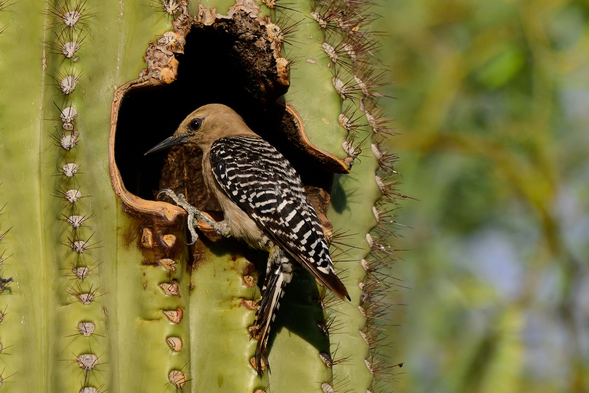 Gila Woodpecker - ML639000431