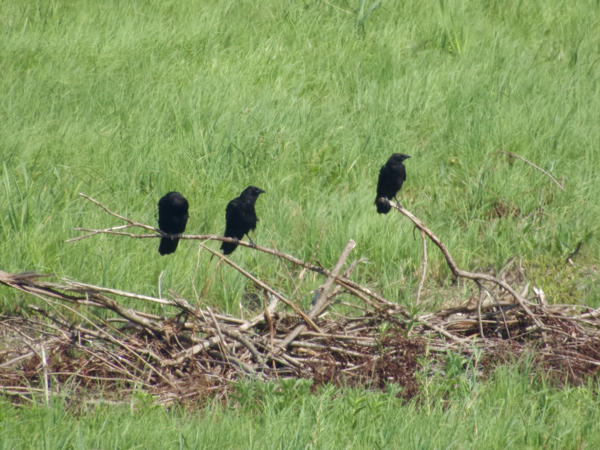 American Crow - ML639000432