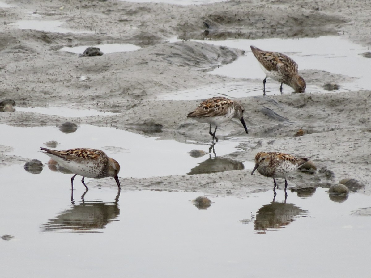 Bergstrandläufer - ML639000455