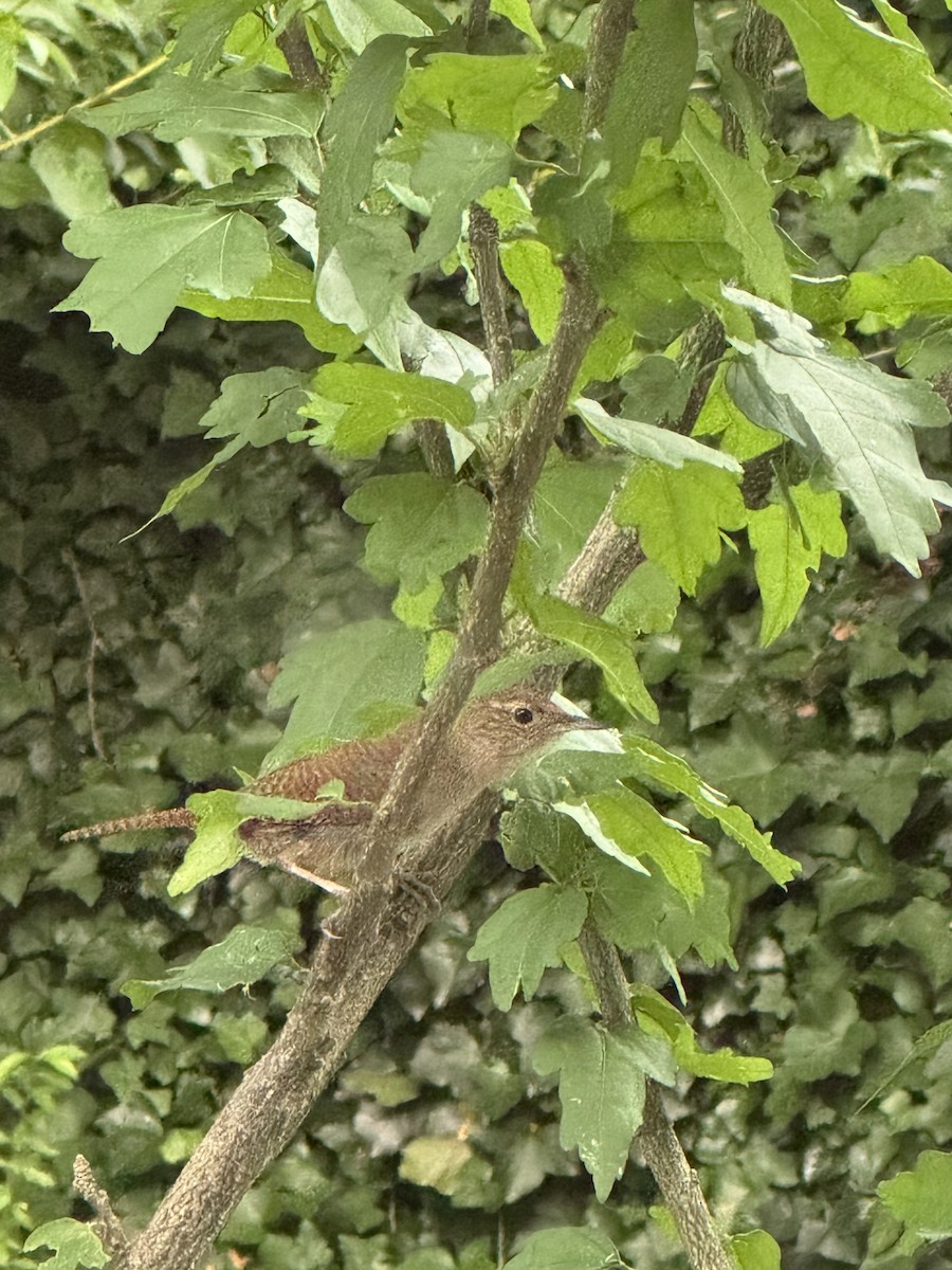 Northern House Wren - ML639000506