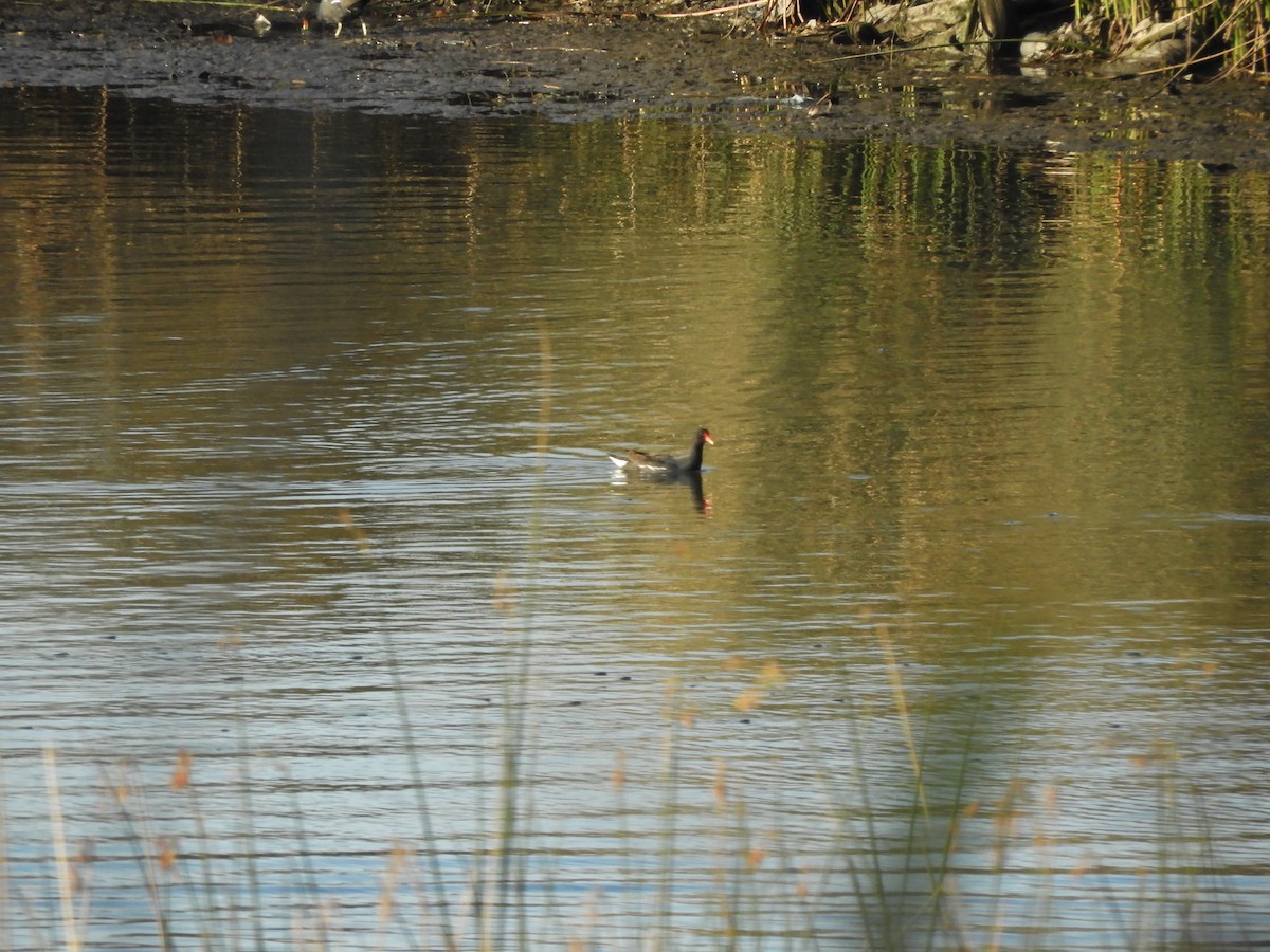 Common Gallinule - ML639000508