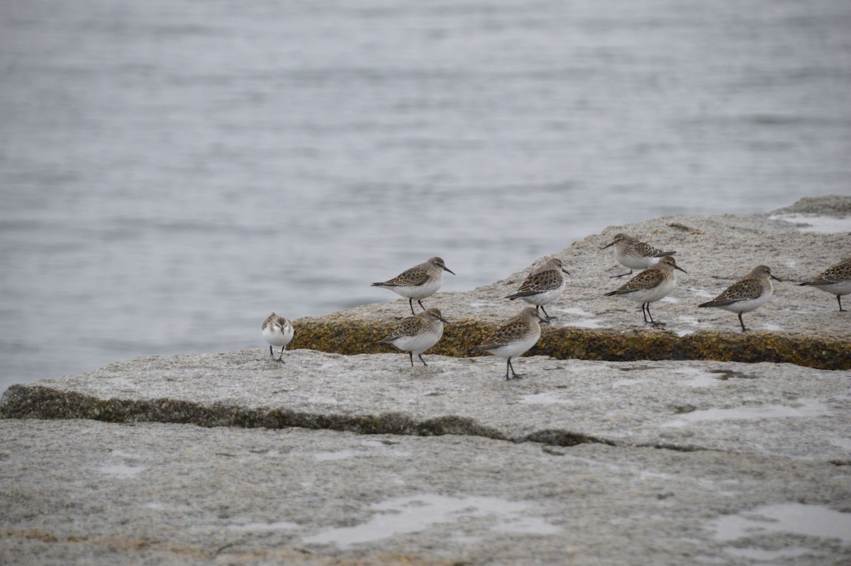 White-rumped Sandpiper - ML639000524