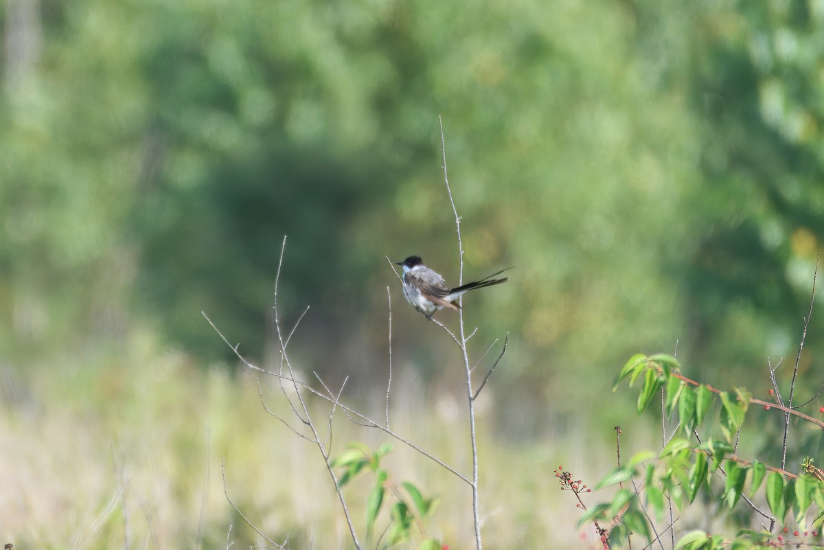 Fork-tailed Flycatcher - ML639000537