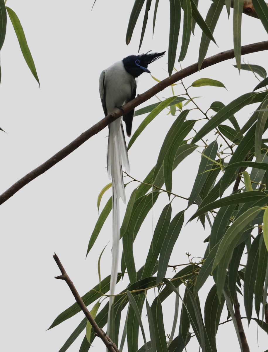 Indian Paradise-Flycatcher - ML639000540