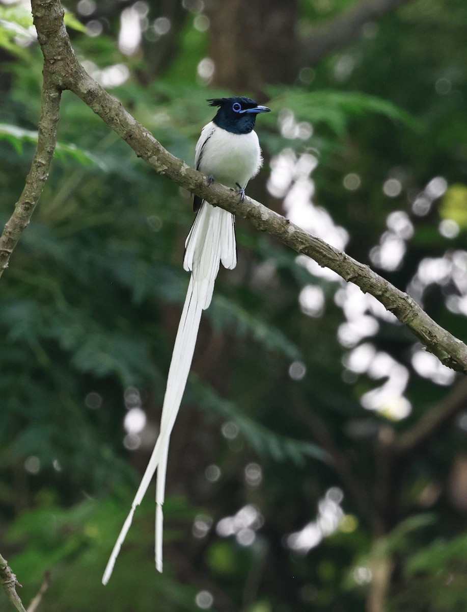 Indian Paradise-Flycatcher - ML639000542