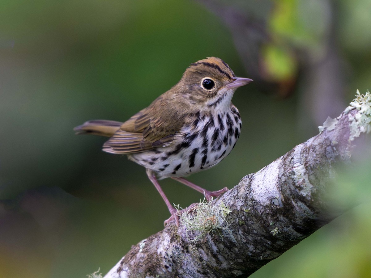 Ovenbird - ML639000555