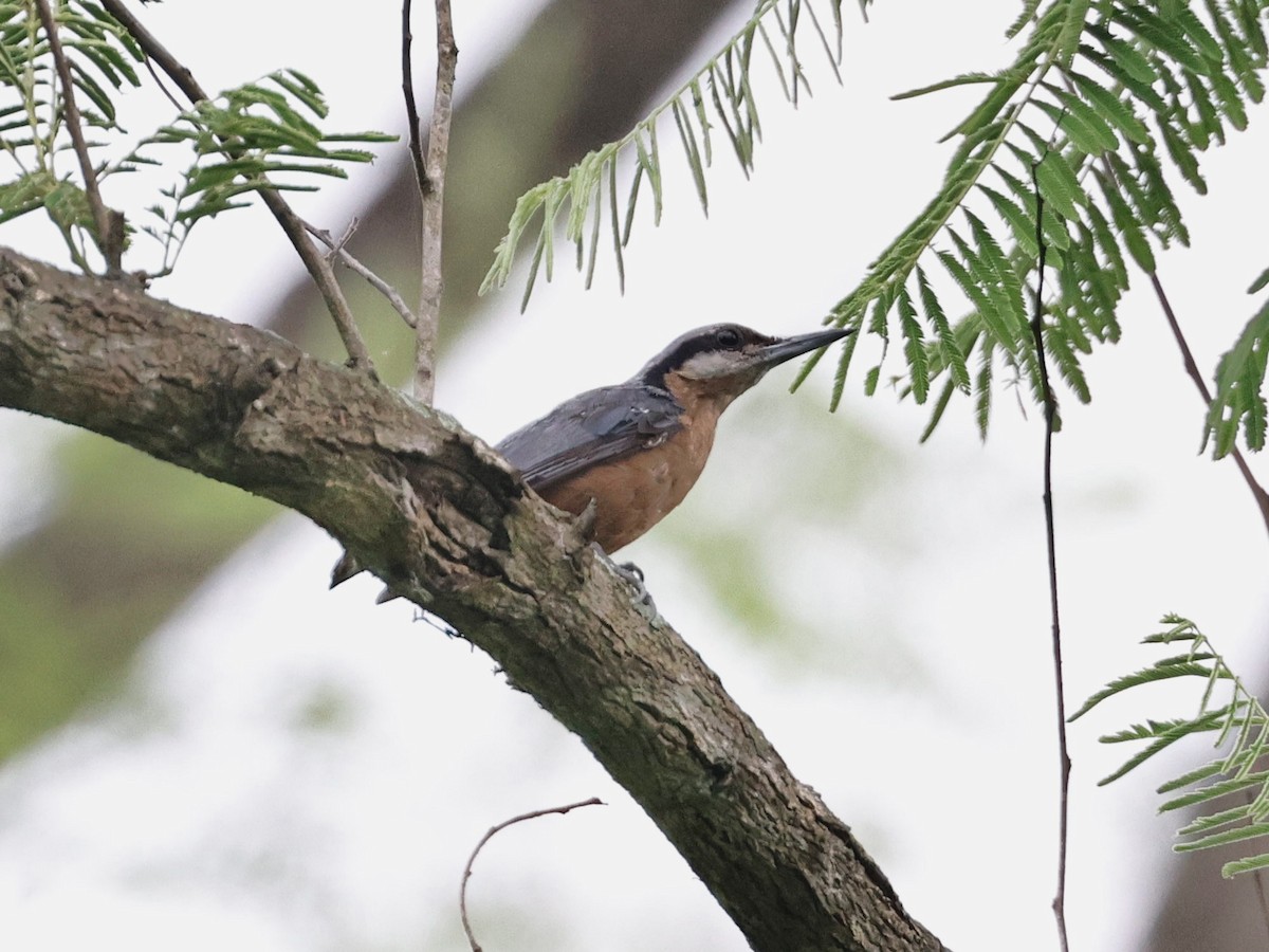 Chestnut-bellied Nuthatch - ML639000559