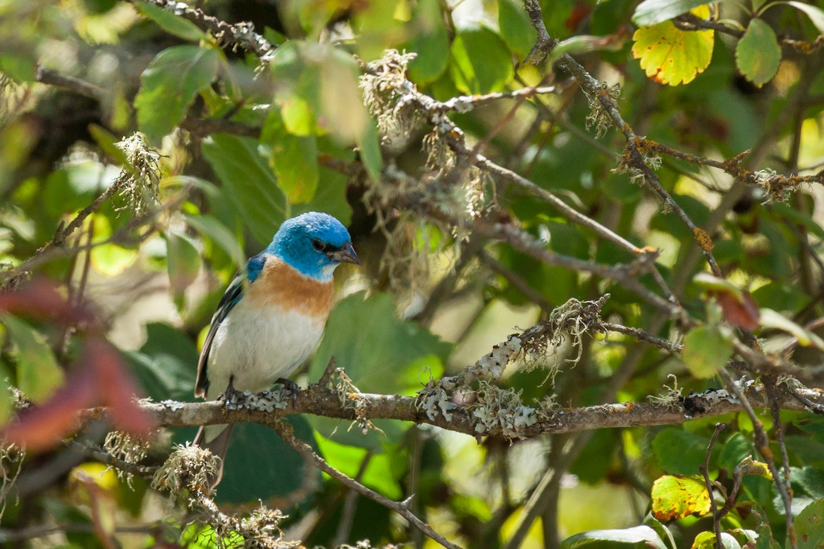 Lazuli Bunting - ML639000586