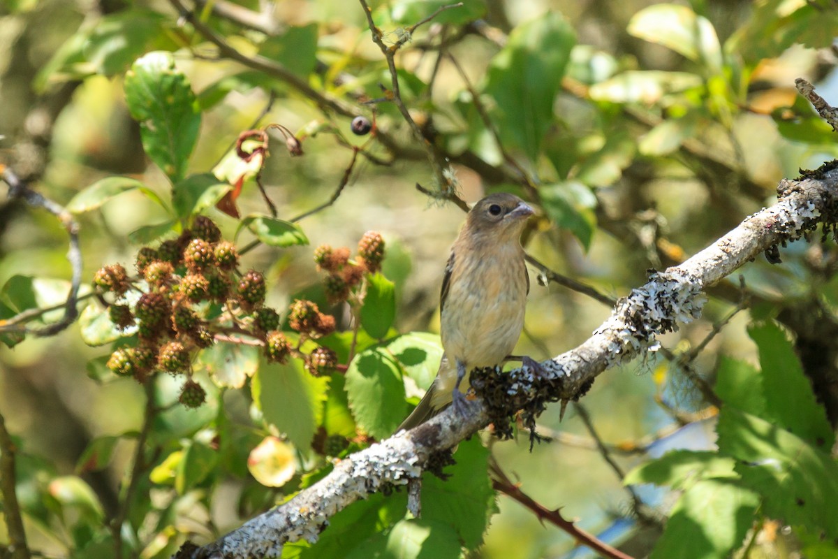 Lazuli Bunting - ML639000587