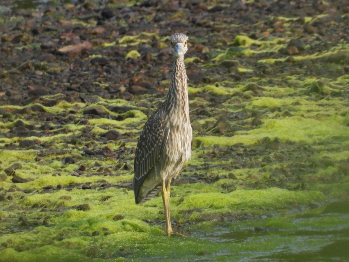Yellow-crowned Night Heron - ML639000601